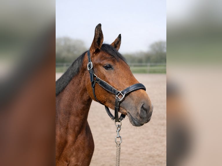 Deutsches Reitpferd Stute 5 Jahre 164 cm Brauner in Wermelskirchen