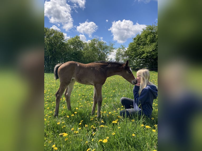 Deutsches Reitpferd Stute 5 Jahre 164 cm Brauner in Xanten