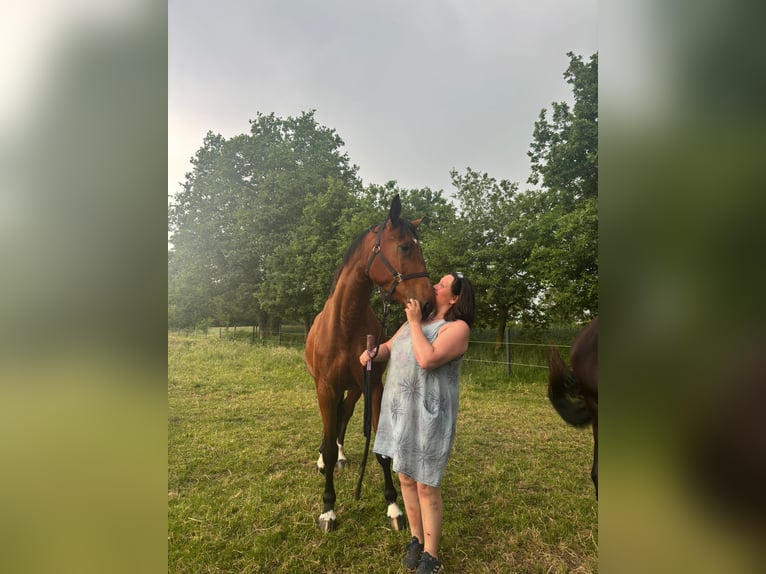 Deutsches Reitpferd Stute 5 Jahre 165 cm Brauner in Tecklenburg