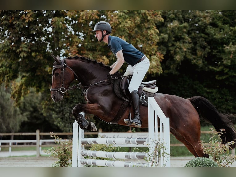 Deutsches Reitpferd Stute 5 Jahre 165 cm Brauner in Riedstadt