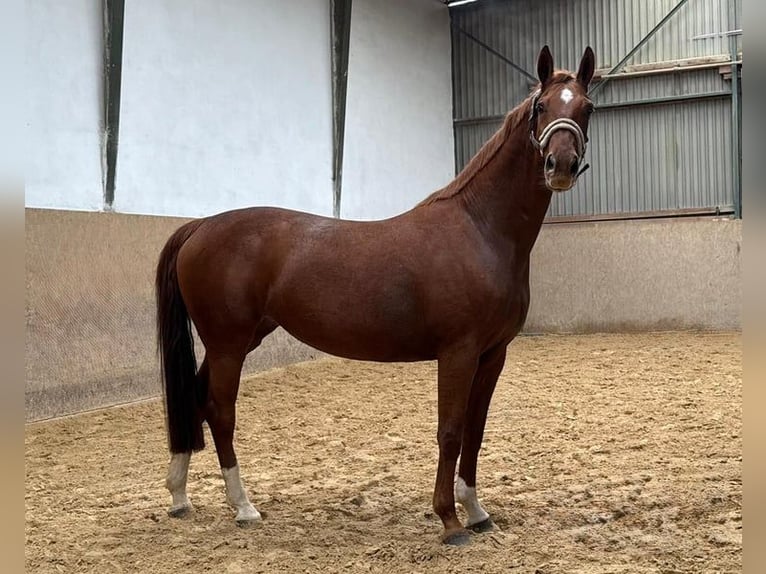 Deutsches Reitpferd Stute 5 Jahre 165 cm Fuchs in Burgthann
