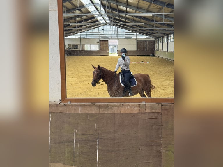 Deutsches Reitpferd Stute 5 Jahre 165 cm Fuchs in Ascheberg
