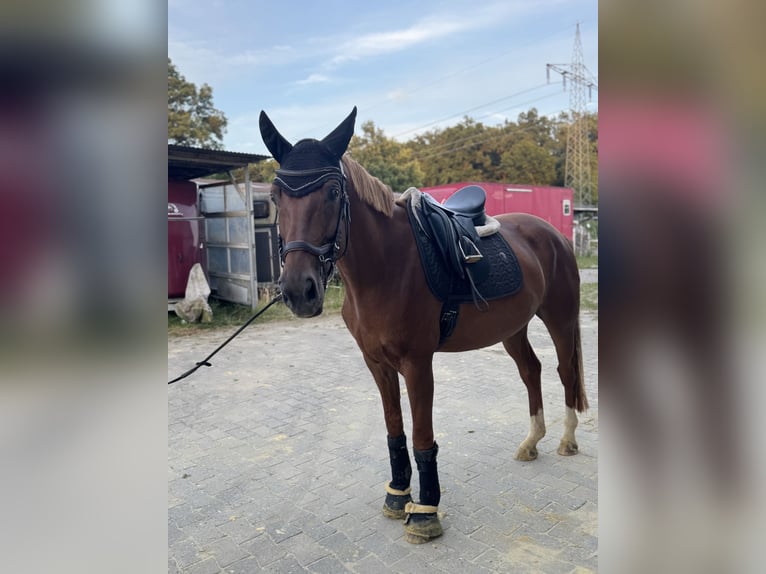 Deutsches Reitpferd Stute 5 Jahre 165 cm Fuchs in Ascheberg