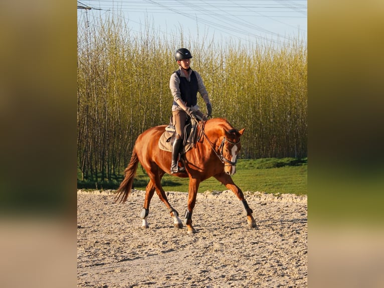 Deutsches Reitpferd Stute 5 Jahre 165 cm Fuchs in Bergheim