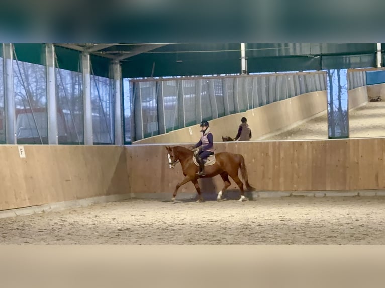 Deutsches Reitpferd Stute 5 Jahre 165 cm Fuchs in Bergheim