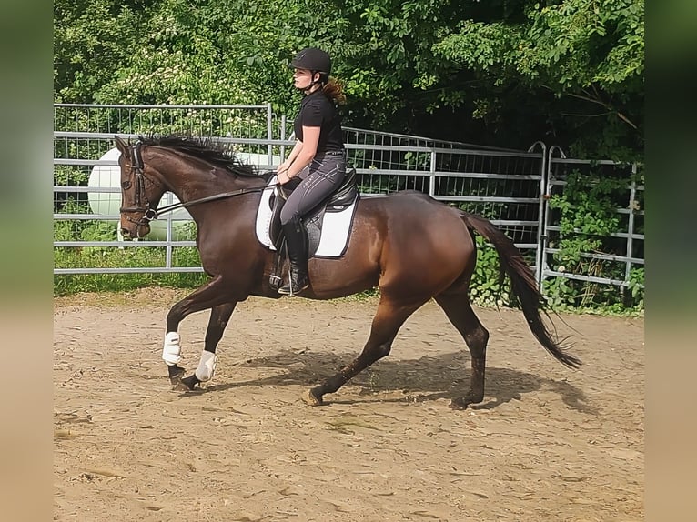 Deutsches Reitpferd Stute 5 Jahre 166 cm Dunkelbrauner in Lage