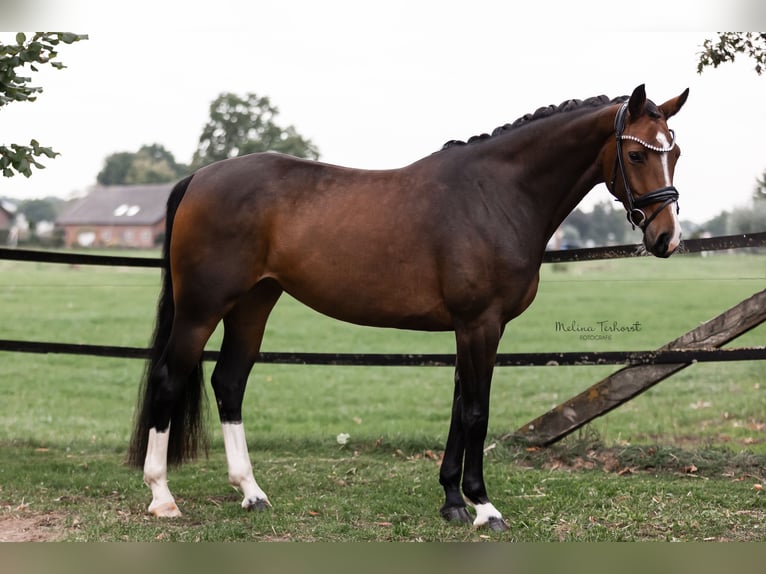 Deutsches Reitpferd Stute 5 Jahre 166 cm Dunkelbrauner in Hamminkeln