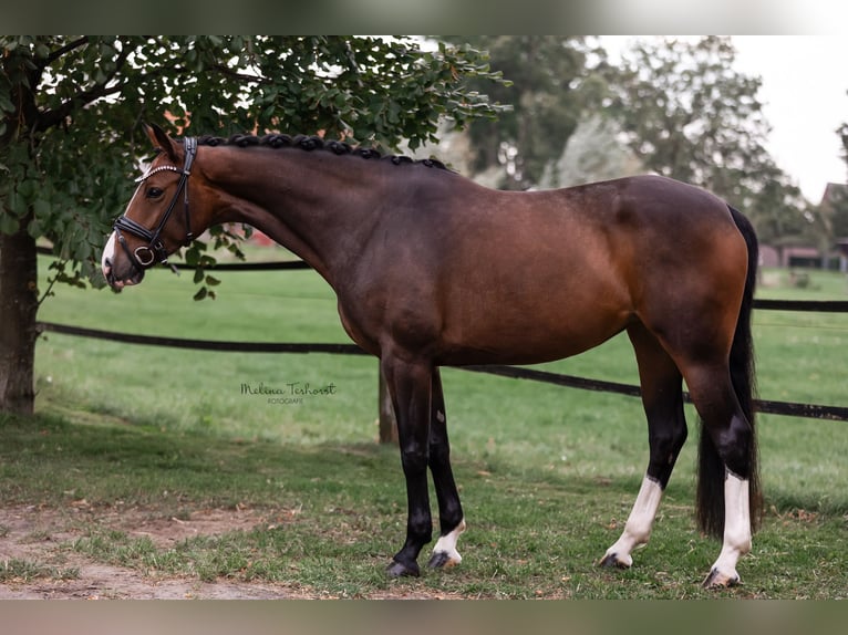 Deutsches Reitpferd Stute 5 Jahre 166 cm Dunkelbrauner in Hamminkeln