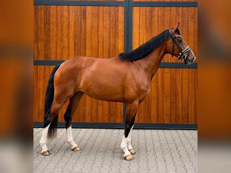 Deutsches Reitpferd Stute 5 Jahre 167 cm Brauner in Münster