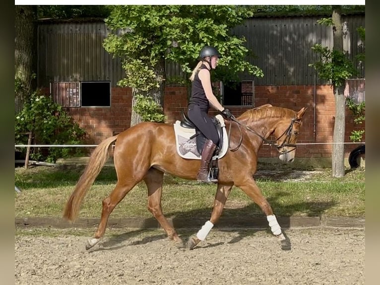Deutsches Reitpferd Stute 5 Jahre 167 cm Fuchs in Dorsten