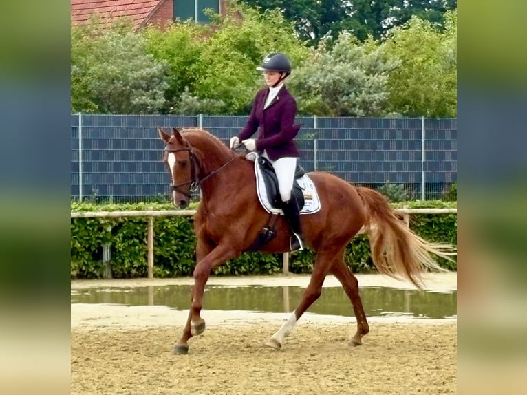 Deutsches Reitpferd Stute 5 Jahre 167 cm Fuchs in Ahaus