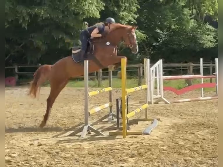 Deutsches Reitpferd Stute 5 Jahre 167 cm Fuchs in Ahaus