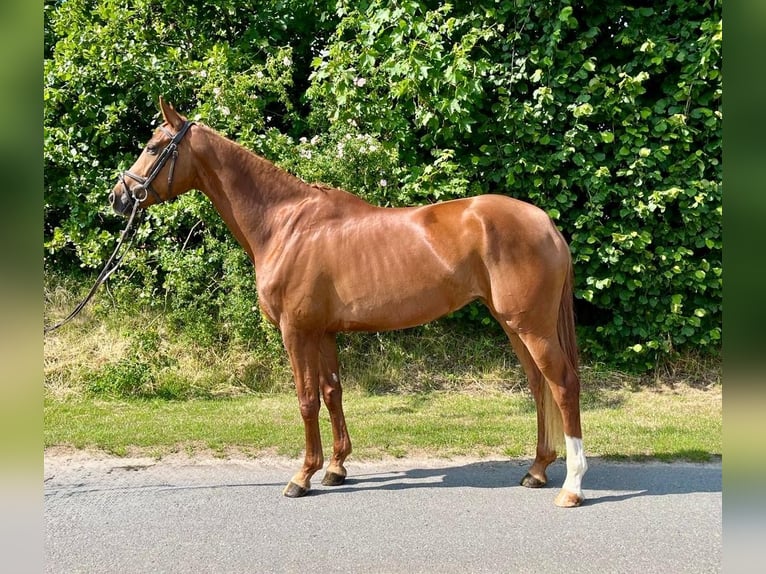 Deutsches Reitpferd Stute 5 Jahre 167 cm Fuchs in Ahaus