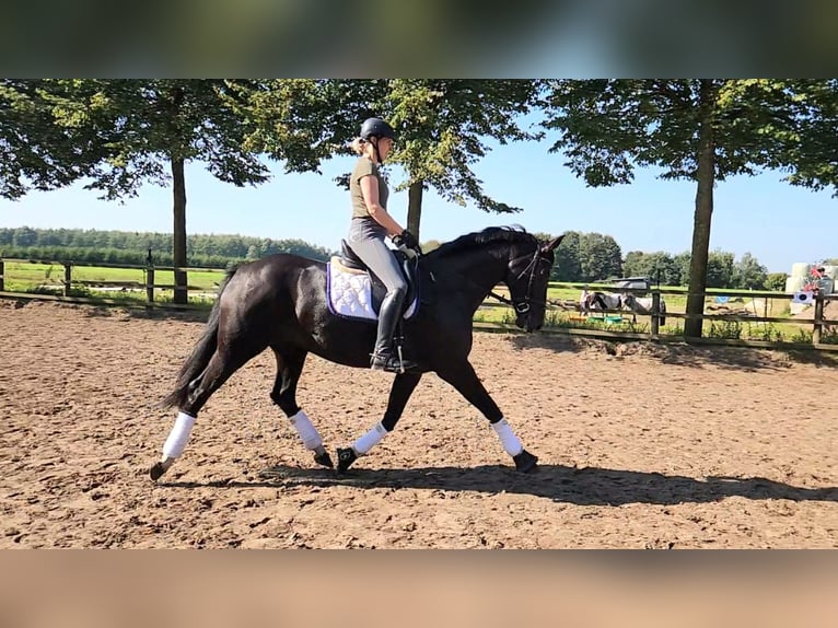 Deutsches Reitpferd Stute 5 Jahre 167 cm Rappe in Löningen