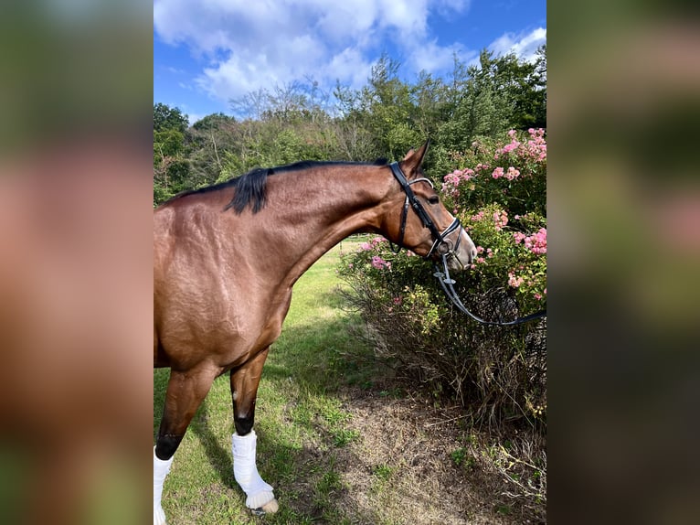 Deutsches Reitpferd Stute 5 Jahre 168 cm Brauner in Warendorf