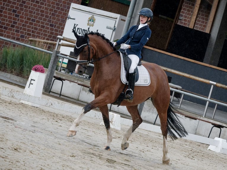 Deutsches Reitpferd Stute 5 Jahre 168 cm Brauner in Warendorf