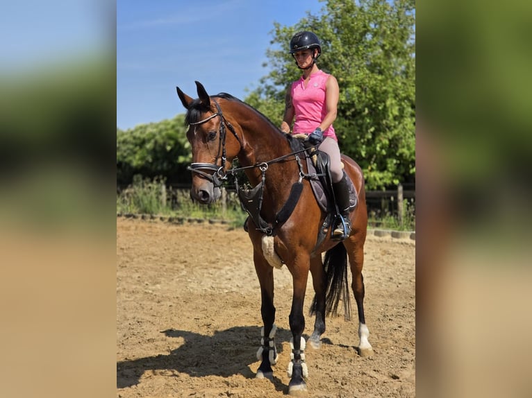 Deutsches Reitpferd Stute 5 Jahre 168 cm Brauner in H&#xFC;ckelhoven