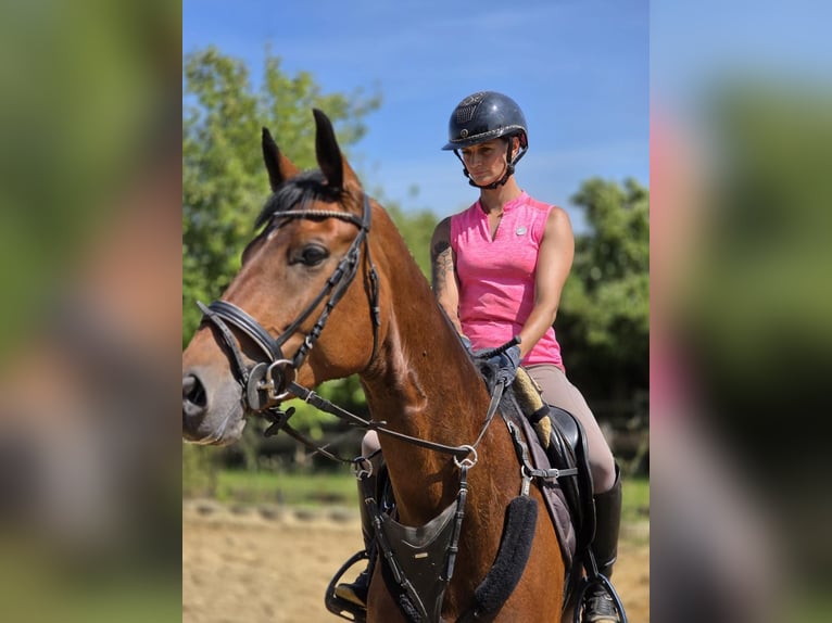 Deutsches Reitpferd Stute 5 Jahre 168 cm Brauner in H&#xFC;ckelhoven