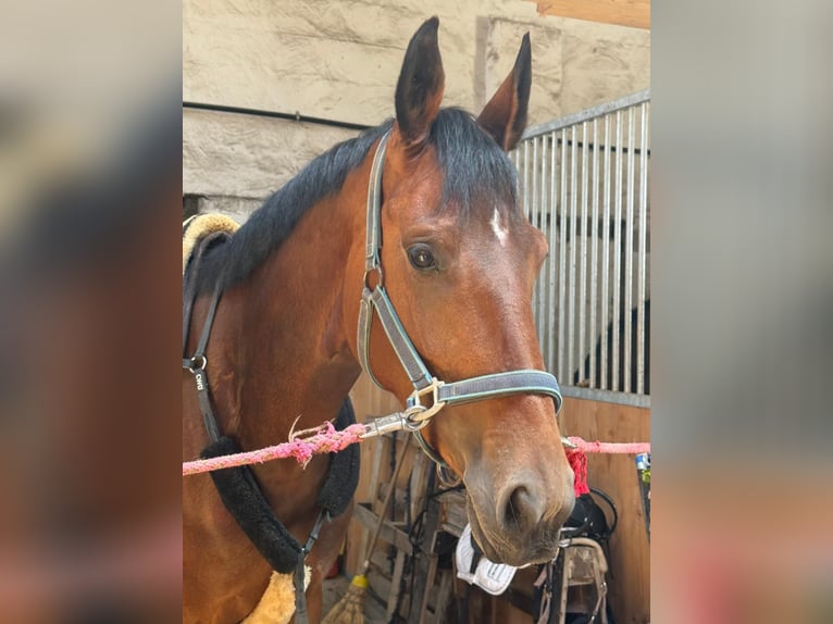 Deutsches Reitpferd Stute 5 Jahre 168 cm Brauner in H&#xFC;ckelhoven