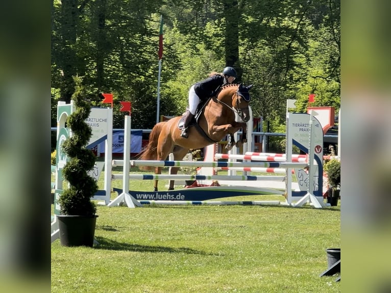 Deutsches Reitpferd Stute 5 Jahre 168 cm Fuchs in Rehden