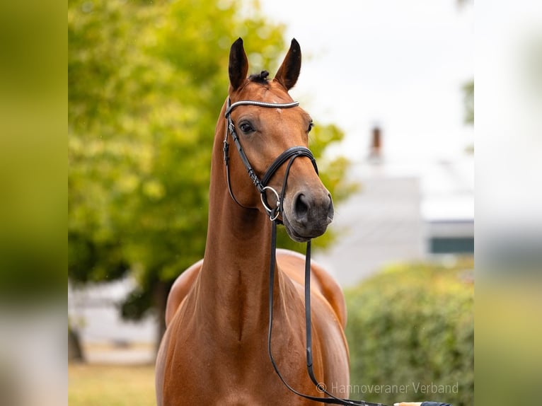Deutsches Reitpferd Stute 5 Jahre 169 cm Brauner in Verden