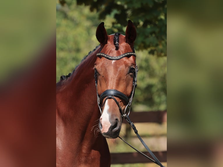 Deutsches Reitpferd Stute 5 Jahre 169 cm Dunkelbrauner in münster