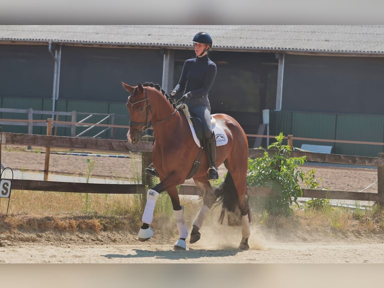 Deutsches Reitpferd Stute 5 Jahre 169 cm Dunkelbrauner in münster