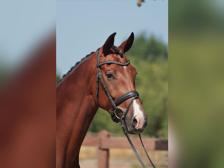 Deutsches Reitpferd Stute 5 Jahre 169 cm Dunkelbrauner in münster
