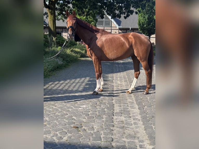 Deutsches Reitpferd Stute 5 Jahre 169 cm Fuchs in Grevenbroich