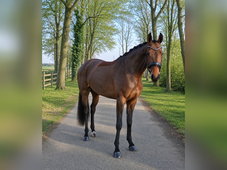 Deutsches Reitpferd Stute 5 Jahre 170 cm Brauner in Recke, bei Osnabrück
