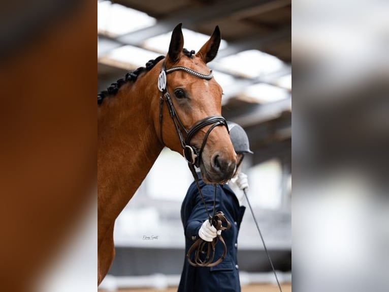 Deutsches Reitpferd Stute 5 Jahre 170 cm Brauner in Kevelaer