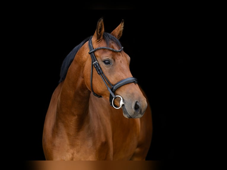 Deutsches Reitpferd Stute 5 Jahre 170 cm Brauner in Witten