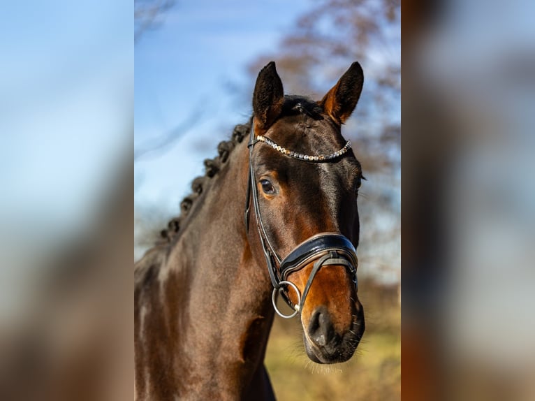 Deutsches Reitpferd Stute 5 Jahre 170 cm Dunkelbrauner in Rosenheim