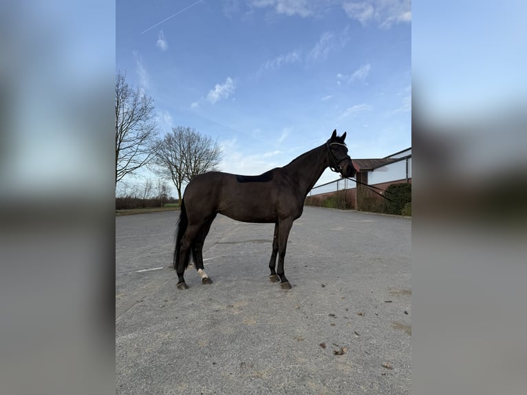 Deutsches Reitpferd Stute 5 Jahre 170 cm Schwarzbrauner in Nottuln