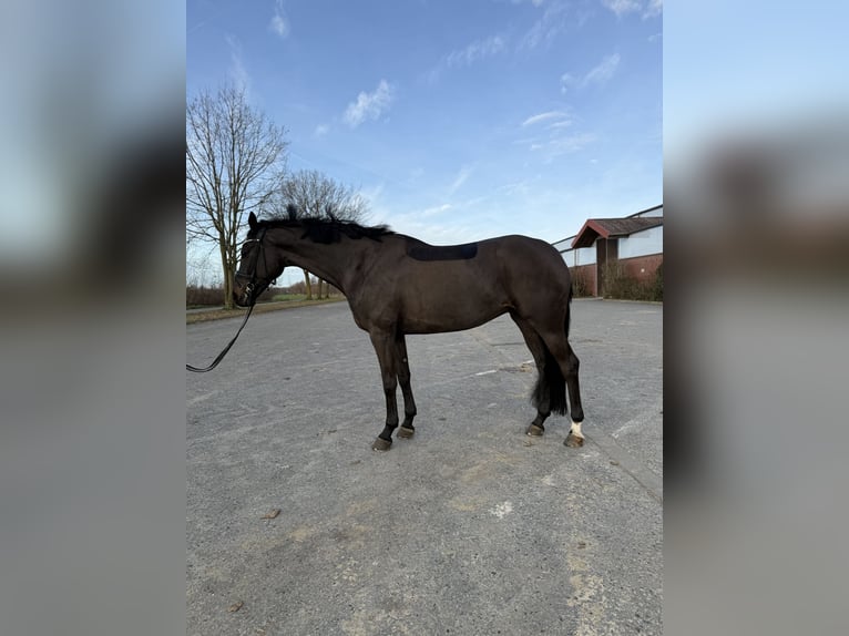 Deutsches Reitpferd Stute 5 Jahre 170 cm Schwarzbrauner in Nottuln