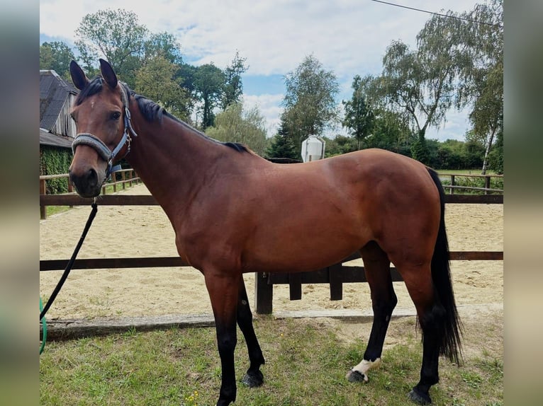 Deutsches Reitpferd Stute 5 Jahre 171 cm Brauner in Everswinkel