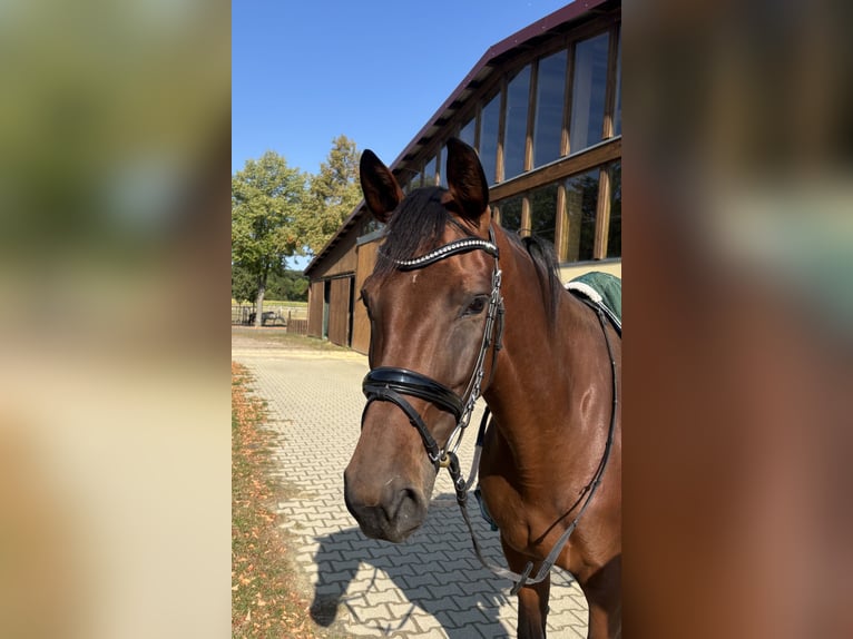 Deutsches Reitpferd Stute 5 Jahre 171 cm Brauner in Everswinkel