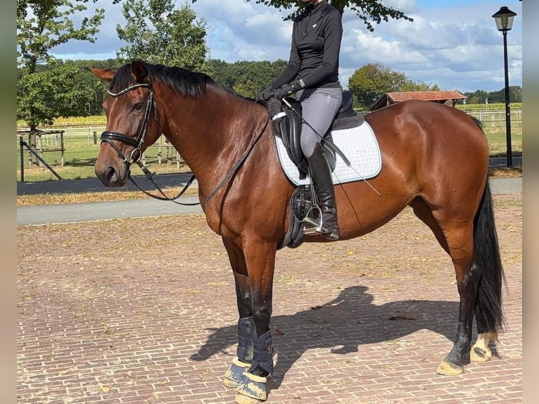 Deutsches Reitpferd Stute 5 Jahre 171 cm Brauner in Everswinkel