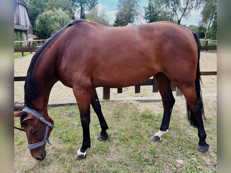 Deutsches Reitpferd Stute 5 Jahre 171 cm Brauner in Everswinkel