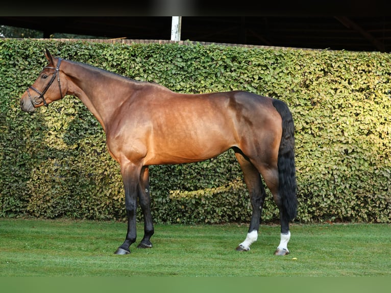 Deutsches Reitpferd Stute 5 Jahre 172 cm Dunkelbrauner in Lastrup