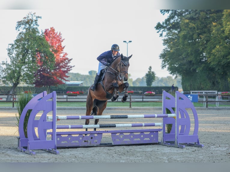 Deutsches Reitpferd Stute 5 Jahre 172 cm Dunkelbrauner in Lastrup