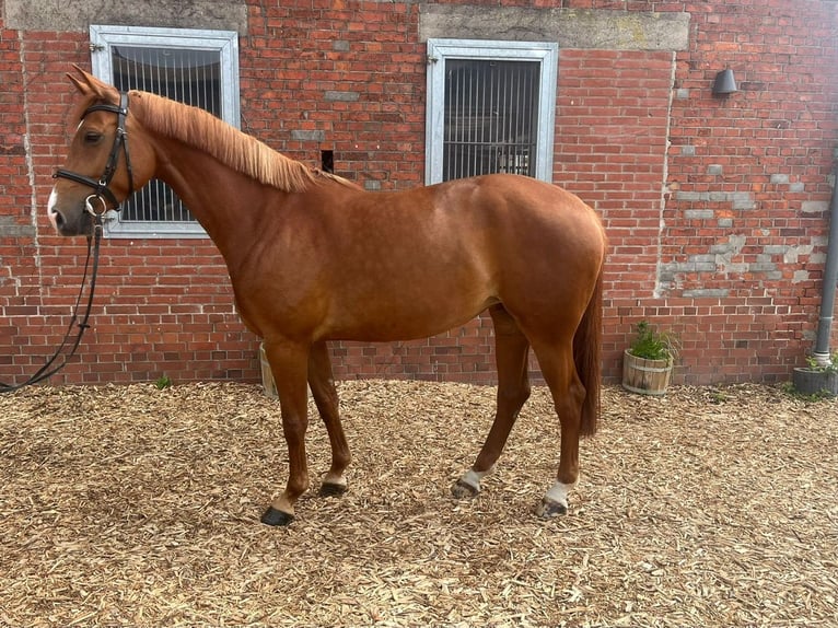 Deutsches Reitpferd Stute 5 Jahre 172 cm Fuchs in Hagenow