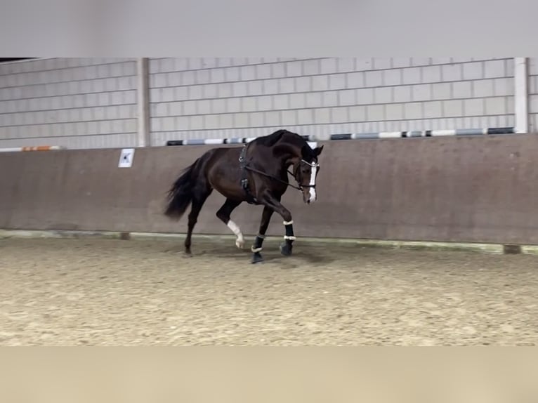 Deutsches Reitpferd Stute 5 Jahre 173 cm Dunkelfuchs in Elbtal