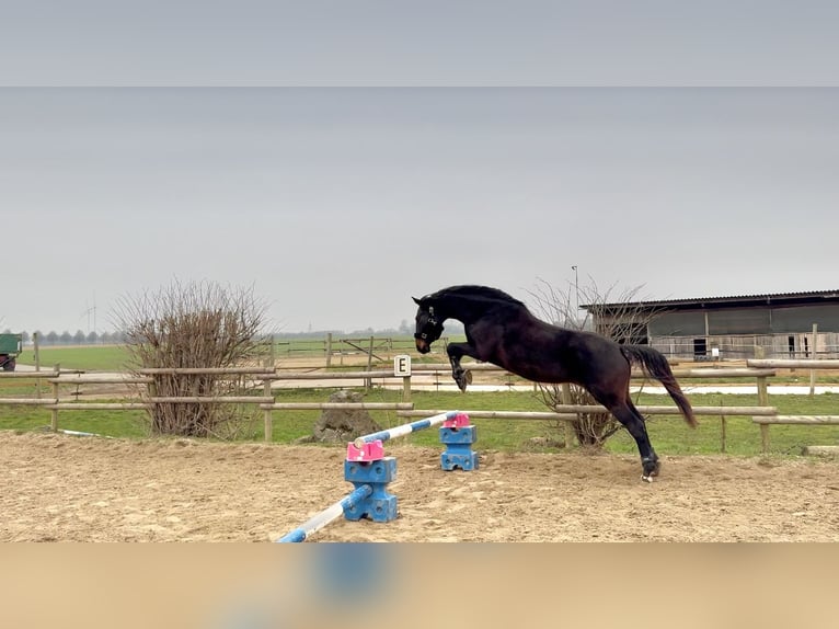 Deutsches Reitpferd Mix Stute 5 Jahre 173 cm Schwarzbrauner in K&#xF6;ln