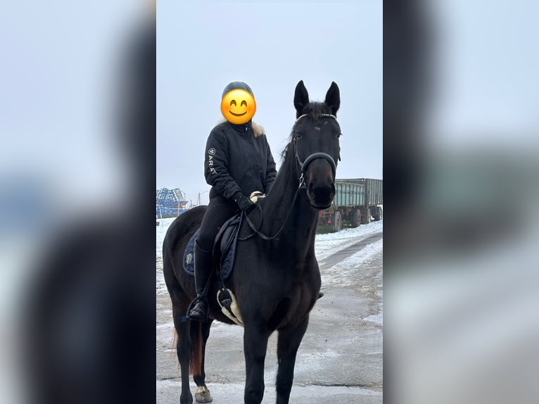 Deutsches Reitpferd Mix Stute 5 Jahre 173 cm Schwarzbrauner in K&#xF6;ln
