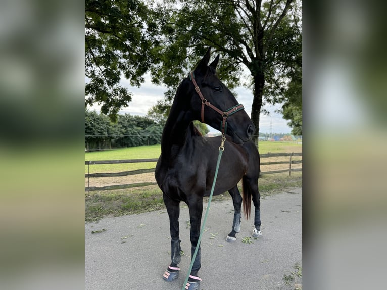 Deutsches Reitpferd Mix Stute 5 Jahre 173 cm Schwarzbrauner in K&#xF6;ln