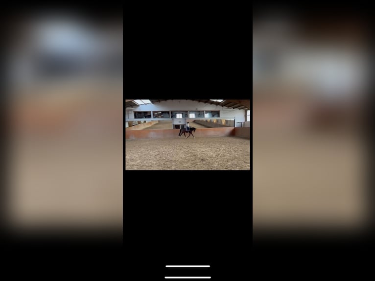 Deutsches Reitpferd Stute 5 Jahre 177 cm Brauner in Bad Bentheim
