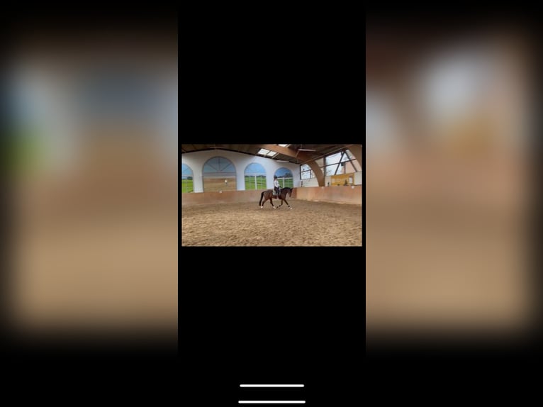 Deutsches Reitpferd Stute 5 Jahre 177 cm Brauner in Bad Bentheim