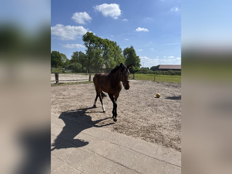 Deutsches Reitpferd Stute 5 Jahre 177 cm Brauner in Bad Bentheim