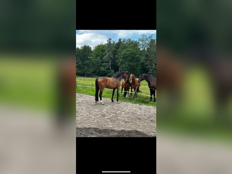 Deutsches Reitpferd Stute 5 Jahre 177 cm Brauner in Bad Bentheim